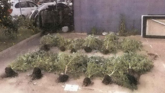 The cannabis plants weighed almost 93kg. Photo: Victoria Police