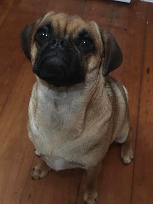 Marley is a 1yo pug from Burleigh Waters she has a very intelligent and bright personality and is very obedient and a loving dog. Plus she is extra cute