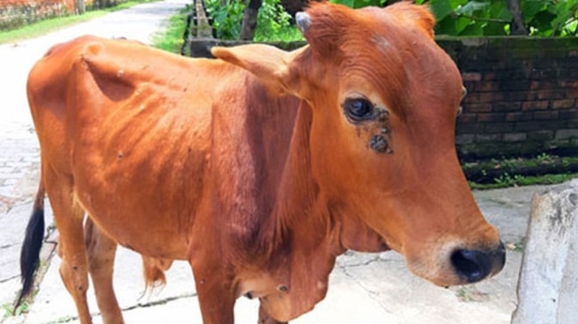 Lumpy skin disease causes production losses in cattle and buffalo.