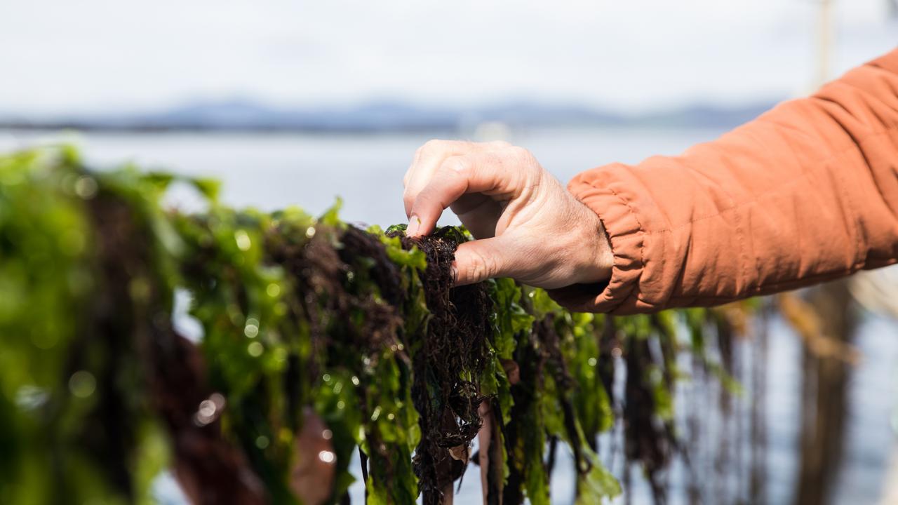 Commercial scale seaweed production could fast track Australia’s net zero emissions and reduce cows’ methane by 99 per cent. Picture: Supplied by Sea Forest