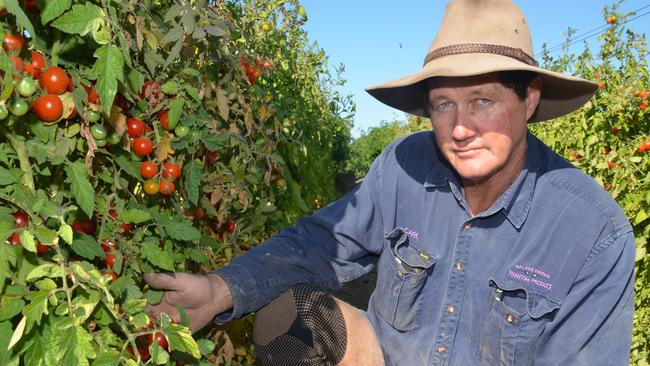 Bowen Gumlu Growers Association president Carl Walker. Photo: John Andersen