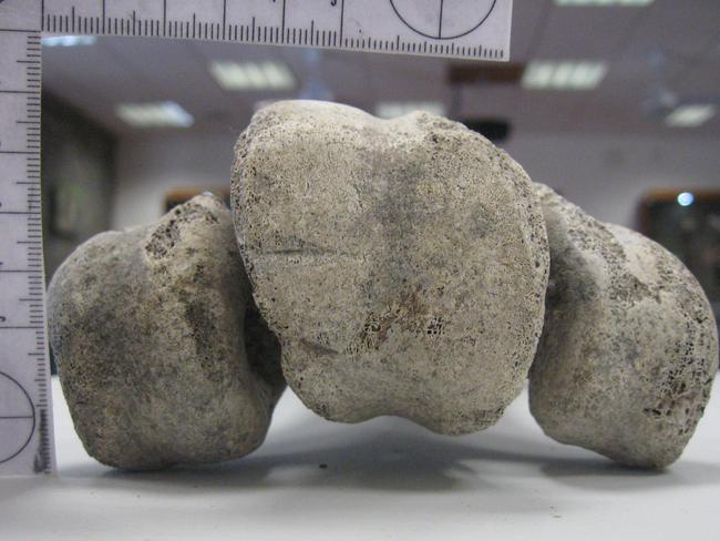 Here you can see the V-shaped tool mark and rough edges indicating a stone tool was used. Picture: Zoological Society of London