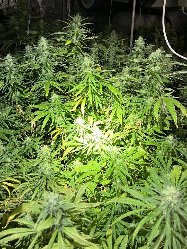 One of the raids netted the police 180 plants. Picture: SA Police