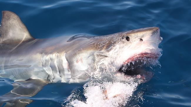 A 4.5m great white shark. Picture: Getty Images