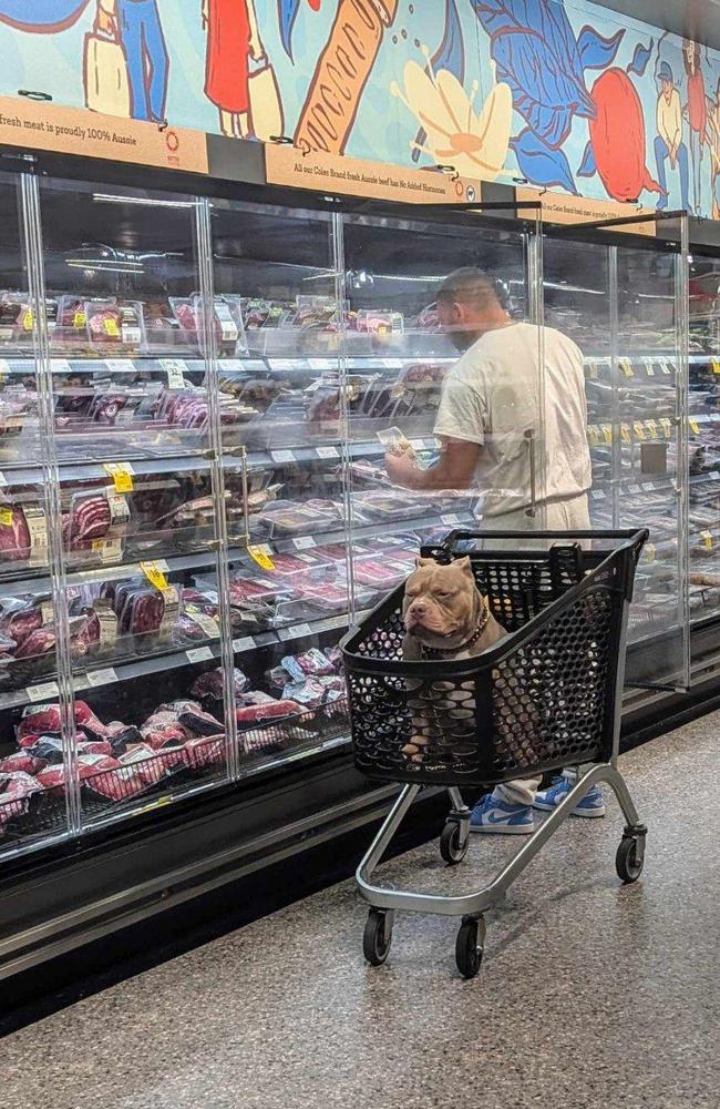 A controversial photo of a dog sitting inside a supermarket trolley has sparked intense debate among shoppers. Picture: Reddit