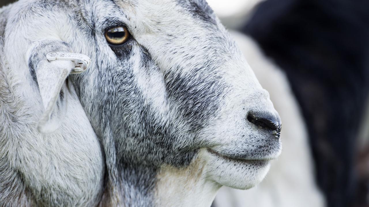 A blue-coloured ram at Coolibah Persian Sheep Stud. Picture: Zoe Phillips