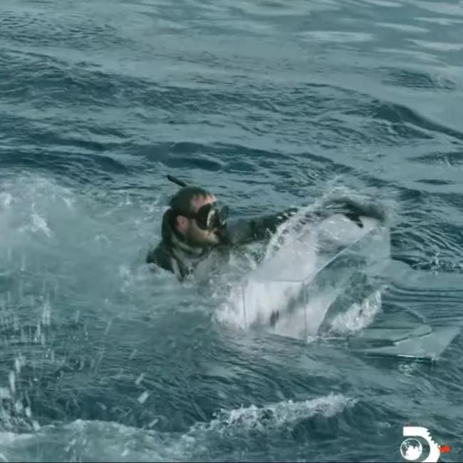 He attempted to get back in the box in a panic, but ended up swimming away. Picture: @sharkweek/Instagram