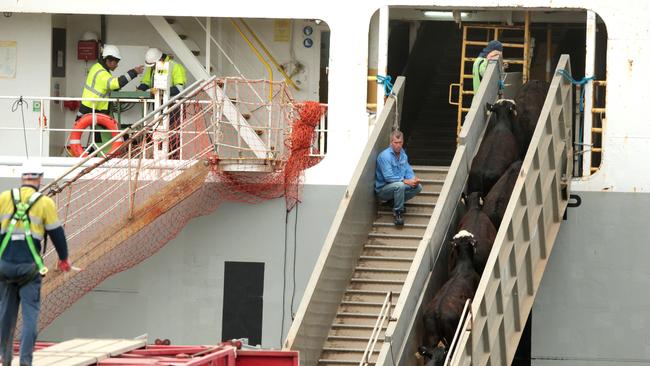 AJP protest against live exports