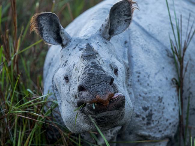 Remembering Rhinos: Marius Coetzee (Greater one-horned rhino, India) www.rememberingrhinos.com/kickstarter