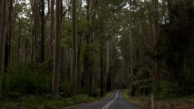 East Lynne forest, located nearby to the Brooman State Forest. Picture: Nathan Schmidt