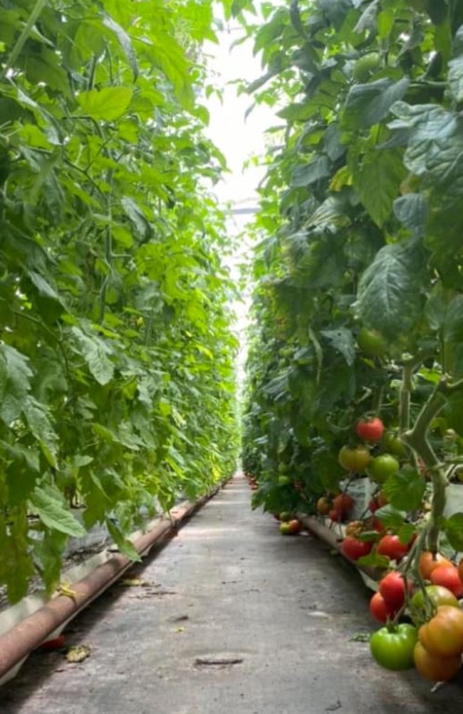 Sussex Greenhouse provides local produce to the Shoalhaven region. Picture: Supplied