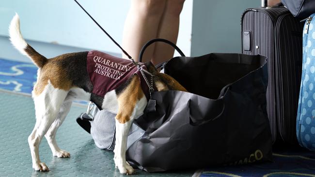 Biosecurity officials seized a concerning amount of contraband at Gold Coast airport.