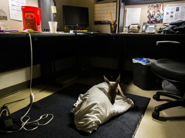 A rescued deer sits wrapped in a blanket on the office floor at the Lumberton Central Fire Station on Wednesday, Aug. 30, 2017, in Lumberton, Texas. Rising waters from Tropical Storm Harvey created all kinds of stranded residents. Picture: AP