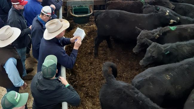 Cattle prices spike at Wangaratta