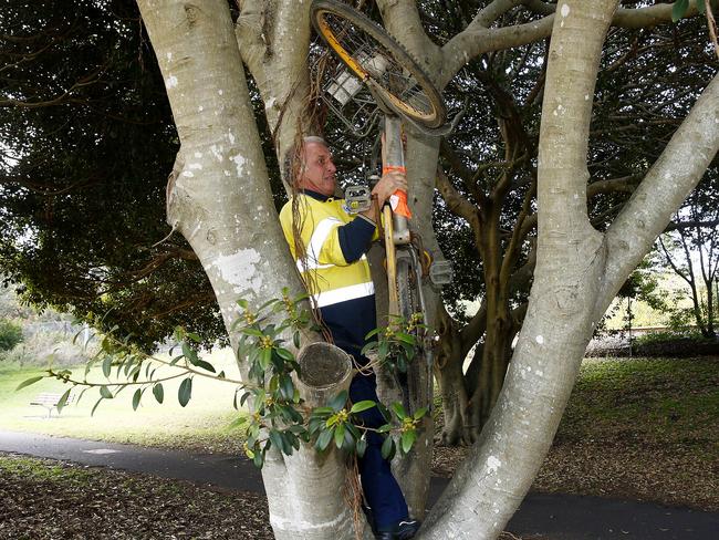 Council ranger Lino Pascuzzo removes an oBike from a tree near Hawthorne canal in Leichhardt. Pictures: John Appleyard