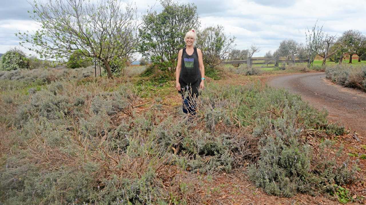 PURPLE SKIES: Pottique was hit hard by the super-cell that tore through Coolabunia three weeks ago. Picture: Kate McCormack