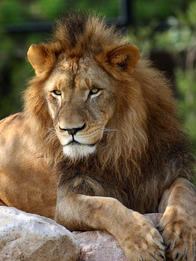 The recently-opened Sydney Zoo is attracting new visitors to Blacktown. Picture: Toby Zerna