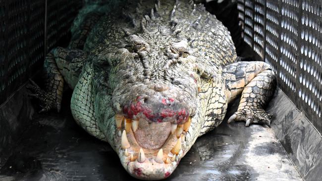 Department of Environment, Science and Innovation Wildlife Officers remove a saltwater crocodile, also known as an estuarine crocodile, at Port Hinchinbrook, North Queensland, on Monday. The four-metre animal was believed responsible for an attack on a human and death of at least one pet dog. Picture: Cameron Bates