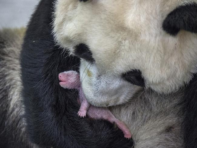 Seven-year-old giant panda Min Min had a baby girl at Bifengxia Giant Panda Breeding and Research Center in Sichuan Province, China . It was 3 long days and nights of waiting for her to give birth and the vets thought it was likely to be a still birth. A very healthy giant panda cub emerged with a loud scream. She is the largest cub born this year to first-time mother Min Min. Giant pandas are born tiny, blind and helpless. The limbs of newborn pandas are so weak that they are not able to stand and for the first two months baby pandas only nurse, sleep, and poo. They are weaned between 8-9 months and a year old.