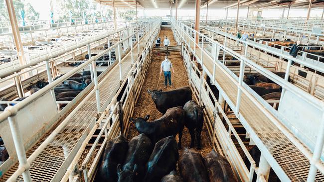 Light on: The Melbourne Cup holiday limited Victorian sales this week — just 504 cattle were yarded at Pakenham on Monday. Picture: Chloe Smith