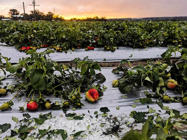 Granite Belt farmers devastated by severe hailstorm