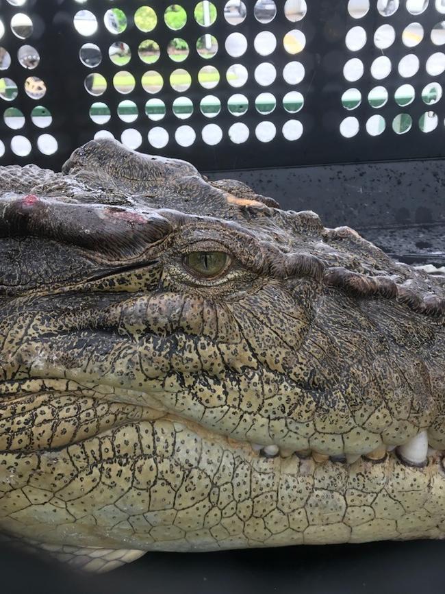 Crocodile captured on the January 23rd now being moved from Dawul Wuru Aboriginal Corporation to Department of Environment and Science. Photo: supplied