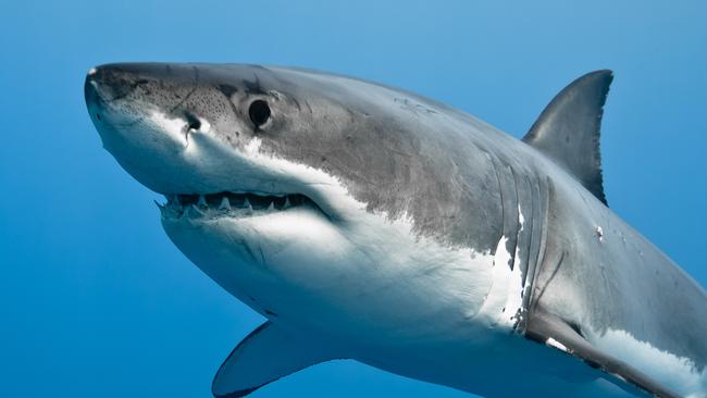 Great white sharks are common along the Port Stephens coastline, but some larger predators inside the harbour have sparked debate.