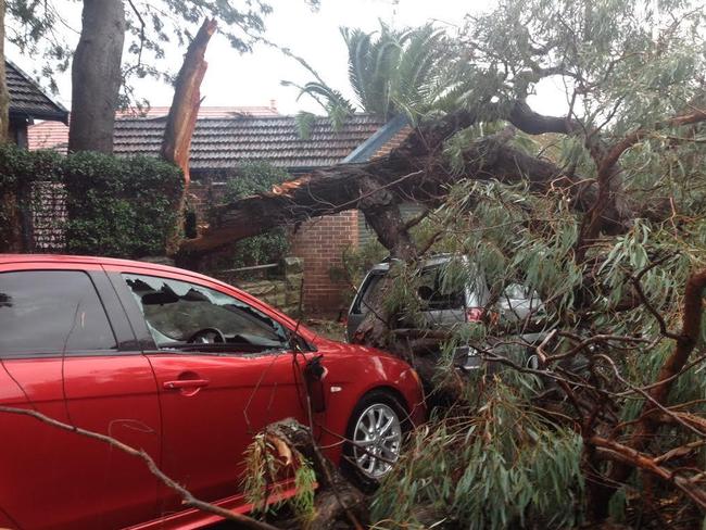 Large tree branches fell on the road at Kurraba Point, Neutral Bay.