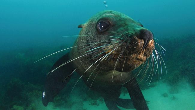 Spy New Zealand and Australian fur seals at the Bridgewater Bay.