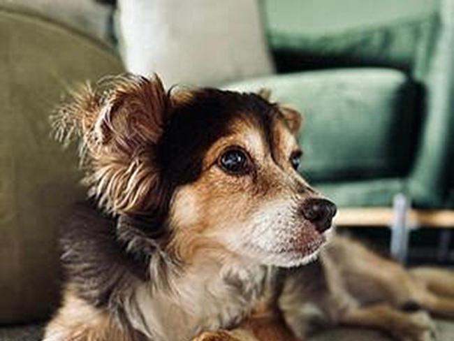 Da Vinci the 15-year-old Chihuahua  was attacked by another dog in Brunswick Mall in Fortitude Valley. Source: Supplied.