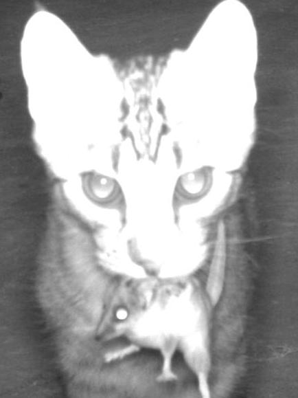 A feral cat caught on camera killing native wildlife at the Oolembeyan National Park in NSW. Picture: Supplied