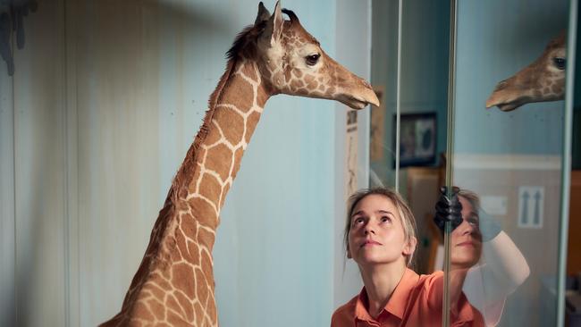 A Natural History Museum staff member with giraffe specimen that also forms part of the exhibition. Picture: Eugene Hyland