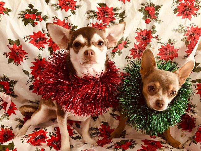 Chihuahuas Neelix and Tecl’c are looking forward to Christmas in South Morang. Picture: Margaret Cassidy