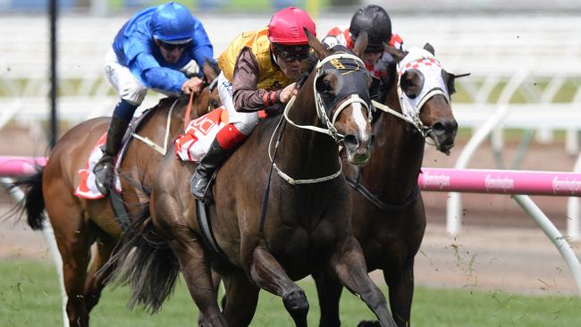 Main Stage can break through for an overdue win at Canterbury on Friday night. Picture: AAP Image