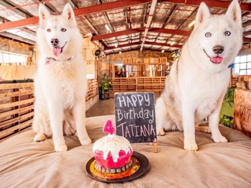 Siberian Huskies Tatiana, 4, and Zhivago, 9, celebrating Tatiana's birthday at the Wolf house doggy day care's Hamilton (Eagle Farm) campus recently. Picture: instagram.com/wolfhouseau