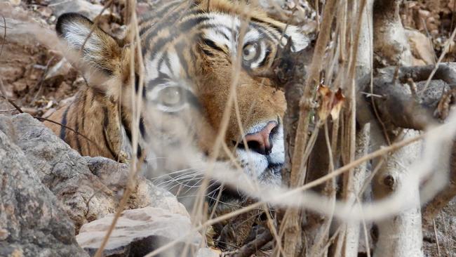 Tigress Sharmilee in Ranthambore National Park. Picture: Penny Hunter