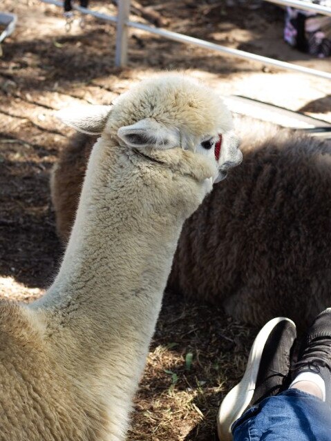 The Llamas were a popular attraction at the Moore Park Beach Arts Festival.