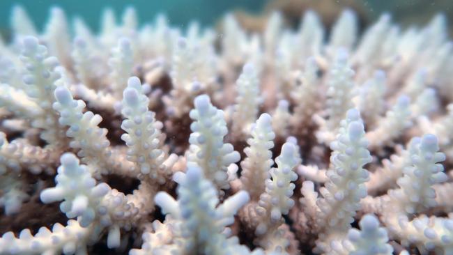 The effects of coral bleaching on the Great Barrier Reef are seen in this photo, taken in April this year. Picture: James Cook University