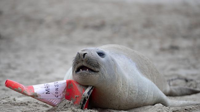 Neil the elephant seal is back on a beach near Hobart. Picture: Chris Kidd