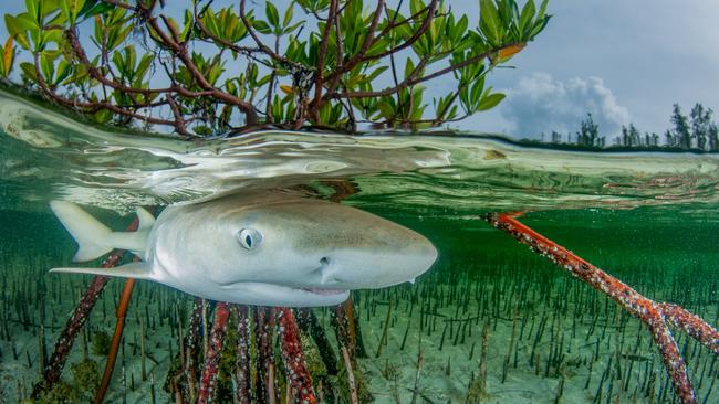 A juvenile lemon shark swims in shallow mangrove forests in the Bahamas. These smart, curious yet clumsy sharks build friendships with other juveniles to learn how to hunt together. Picture: Anita Kainrath