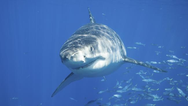 Many of the 71 fatalities are blamed on great whites.