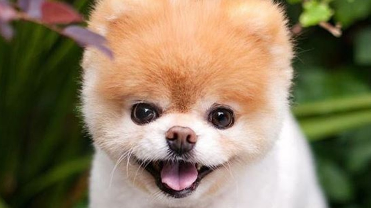 World\'s Cutest Dog Boo the Pomeranian dies of \'heartbreak\' | news ...