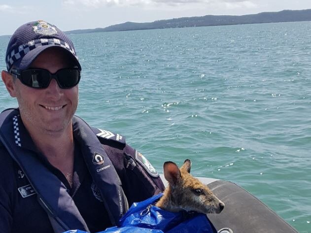 Water Police rescued a little wallaby found off Stradbroke Island. Picture: Queensland Police