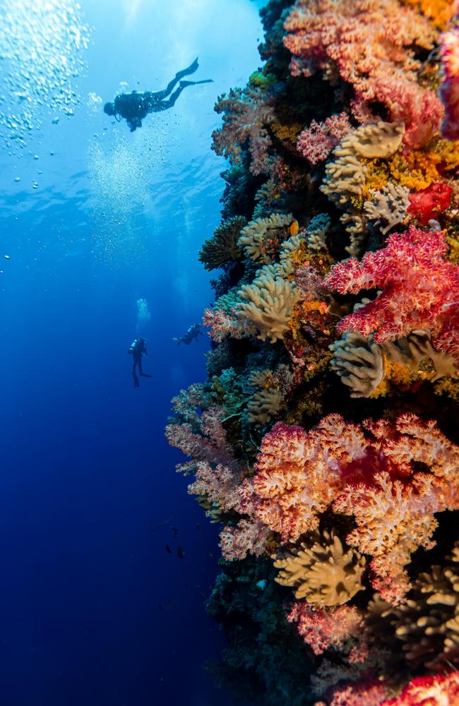 Diving at Soft Coral Wall on the Great Barrier Reef. Picture: Brad Fisher-Coral Expeditions