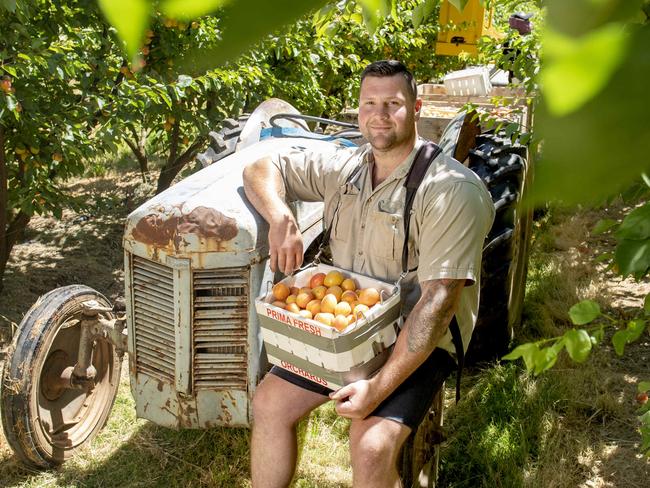 NEWS: Apricot picking Daniel KezerleIts the beginning of summer fruit harvest. Daniel is an apricot, peach and plum grower is starting harvest this week. PICTURED: Daniel Kezerle in the apricot orchard.Picture: Zoe Phillips