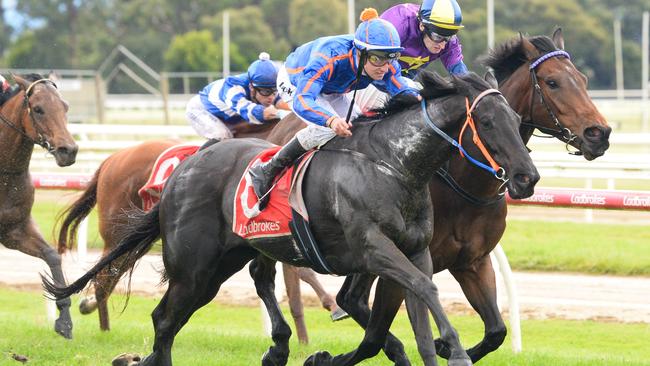 Flying Mikki, pictured winning at Moe in October last year, has a great each-way chance at double figure odds at Flemington on Saturday. Picture: Ross Holburt / Racing Photos