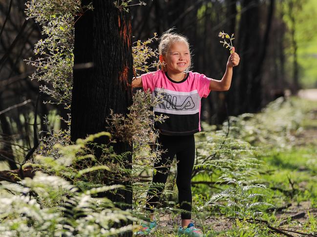 The regeneration that has sprouted after the devastating bushfires, in Sarsfield, Victoria. The Gracie Calvert, 6, with the regrowth.  Picture: Alex Coppel.