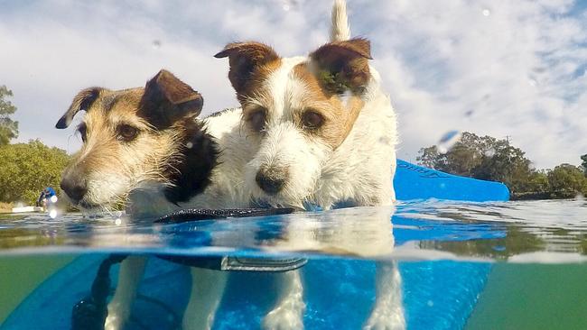 Dogs in Currumbin Creek — the creek saw a decline in health over the past year. Picture: Jo Staveley.