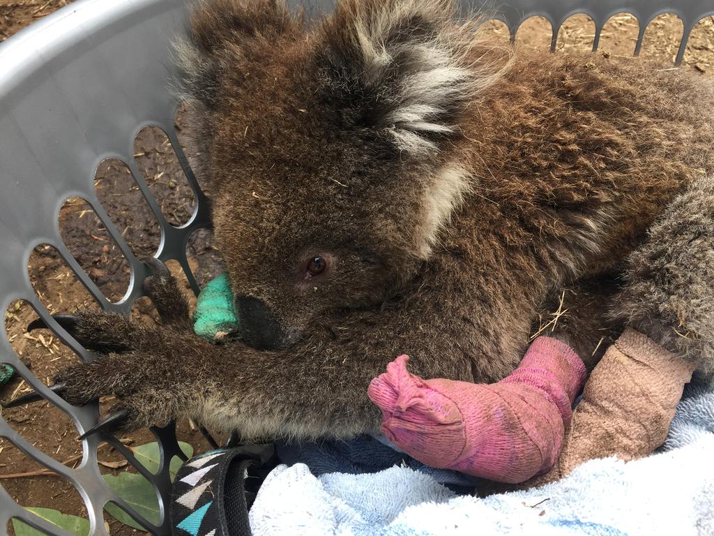 After the fires: this burnt koala was rescued on Kangaroo Island, SA, one of countless koalas impacted nationally by the devastating Black Summer bushfires of 2019/2020. Image: supplied.