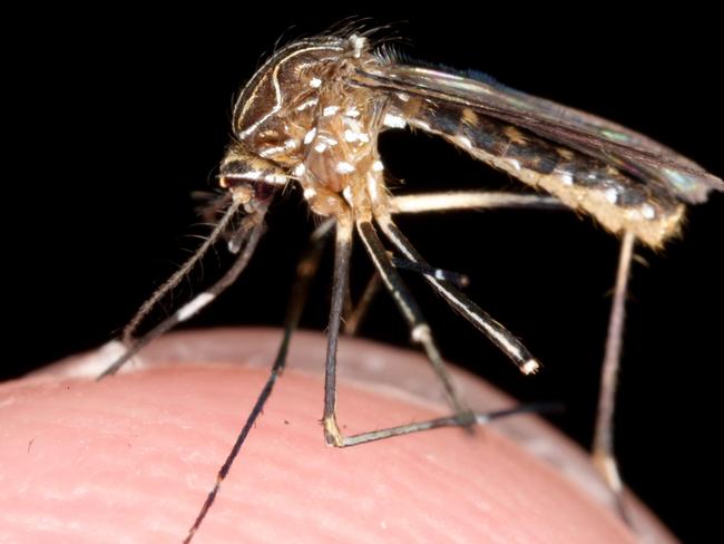 A generic photo of a mosquito on the tip of a finger.